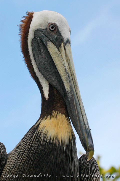 2009-01-11 16-19-29__MG_2763.JPG